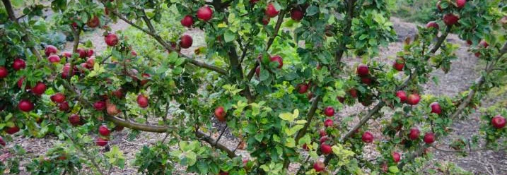 Apfelbaum voller roter Äpfel